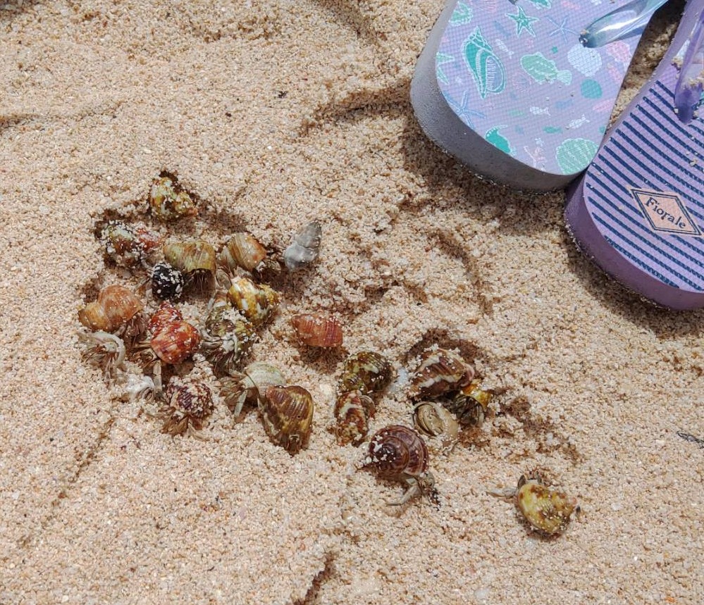 海の生き物