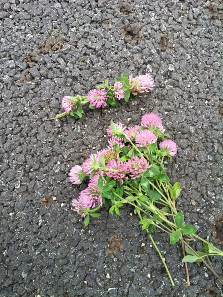 お花